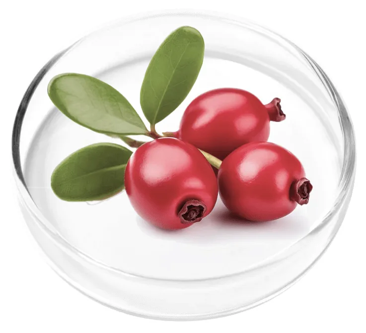 Bearberry leaves and berries