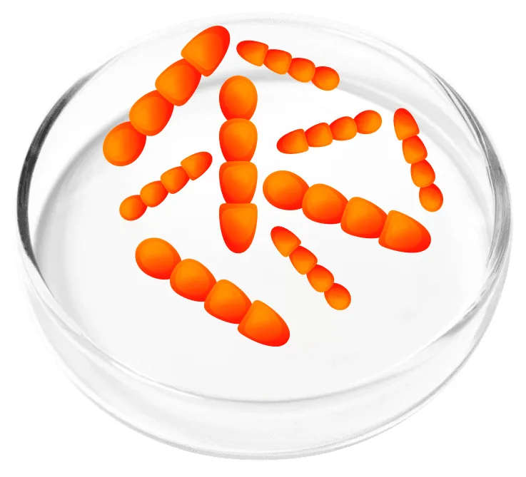 Illustration of Lactobacillus crispatus