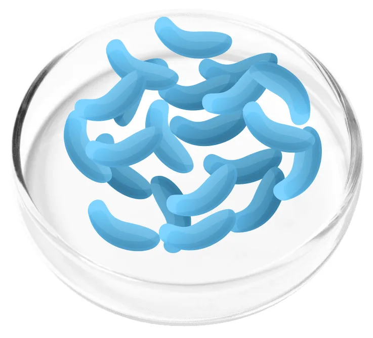 Illustration of Lactobacillus gasseri
