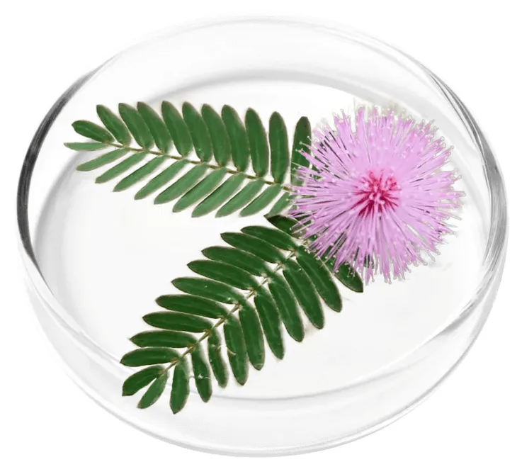 Mimosa pudica flower and leaves