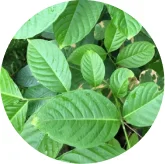 Banaba leaves