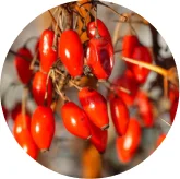 Red barberry fruits, a source of berberine