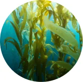 Kelp growing in the sea