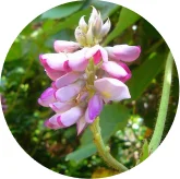 Kudzu flower