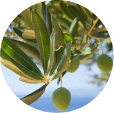 Olive branch with leaves and olives