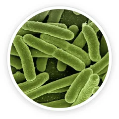 Microscope-style image of Bifidobacterium lactis bacteria