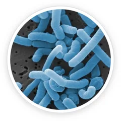 Microscope-style image of Lactobacillus paracasei bacteria