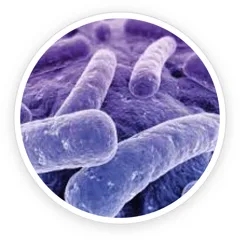 Microscope-style image of Lactobacillus reuteri bacteria