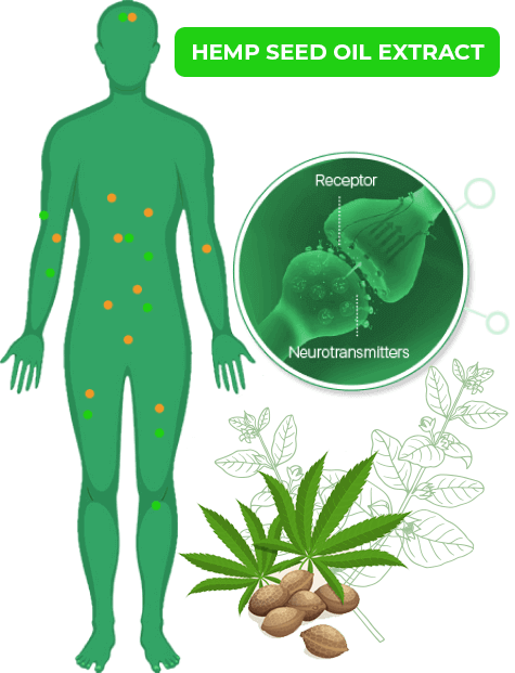 Illustration of how hemp seed oil interacts with receptors and neurotransmitters in the body to support wellness and balance.